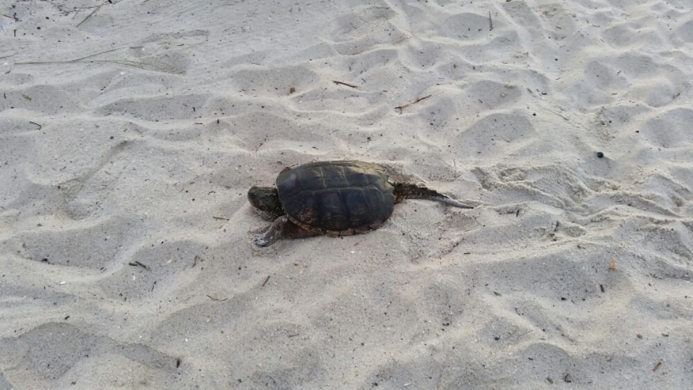 20160601_063131.jpg image