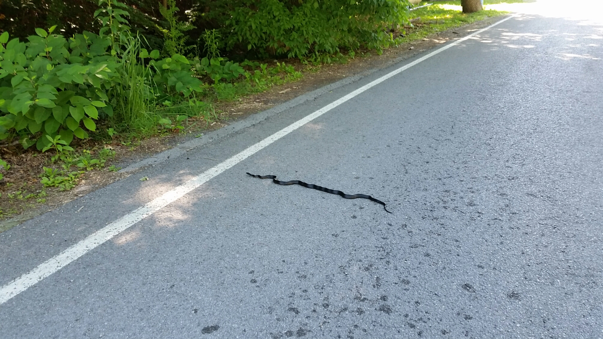 20160611_095834.jpg image