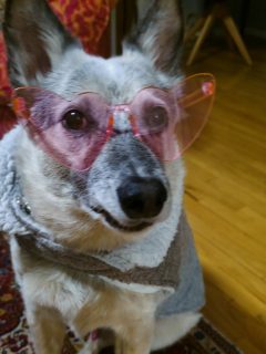 Category is: Senior Dog Realness