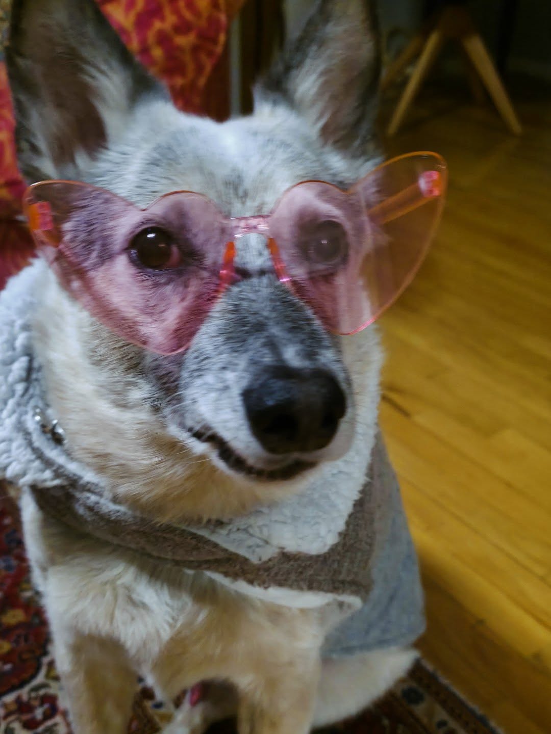 Category is: Senior Dog Realness
