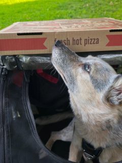 thanks for the great pie, @wheatedbrooklyn - Toby approves 🐾🍕😀